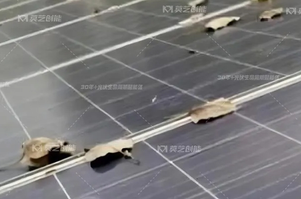 丝瓜视频在线观看一键解析工商业分布式光伏电站秋季...