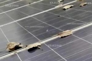 丝瓜视频在线观看一键解析工商业分布式光伏电站秋季运维策略